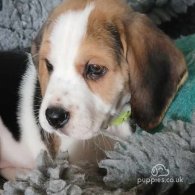 Beagle - Dogs