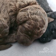 Bedlington Terrier - Both