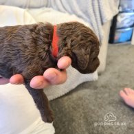 Bedlington Terrier - Both