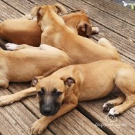 Belgian Shepherd Dog (Groenendael) - Both