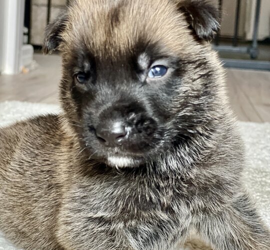 Belgian Shepherd Dog (Groenendael)