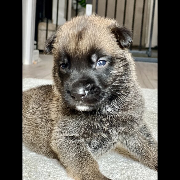 Belgian Shepherd Dog (Groenendael) - Both