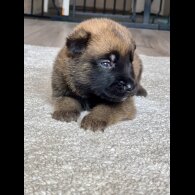 Belgian Shepherd Dog (Groenendael) - Both