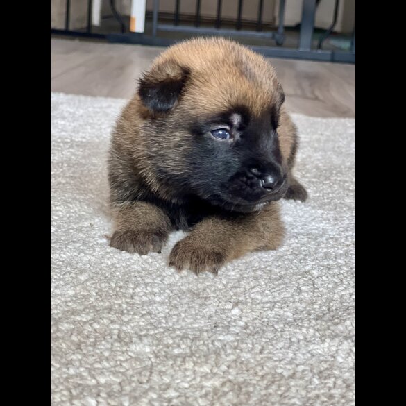 Belgian Shepherd Dog (Groenendael) - Both