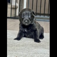 Belgian Shepherd Dog (Groenendael) - Both