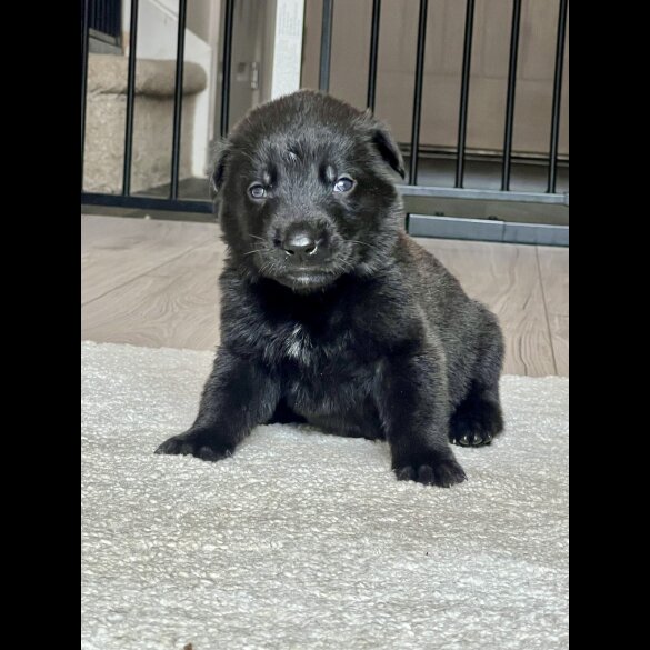 Belgian Shepherd Dog (Groenendael) - Both