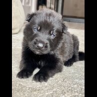 Belgian Shepherd Dog (Groenendael) - Both