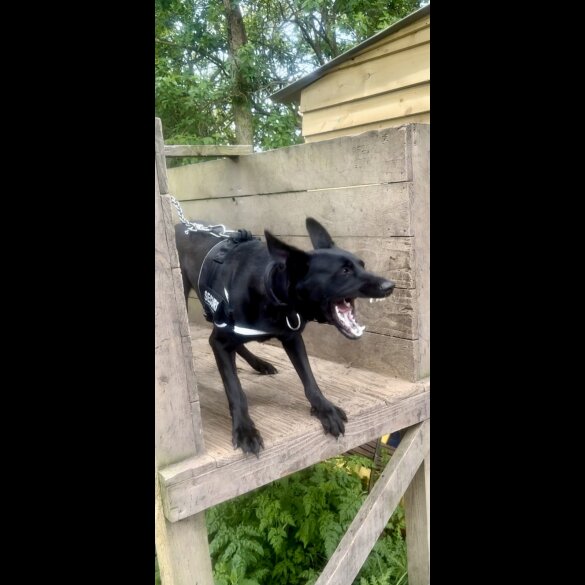 Belgian Shepherd Dog (Groenendael) - Both