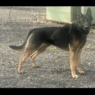 Belgian Shepherd Dog (Groenendael) - Both