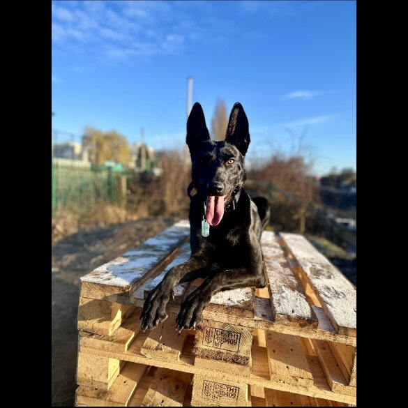 Belgian Shepherd Dog (Groenendael) - Both