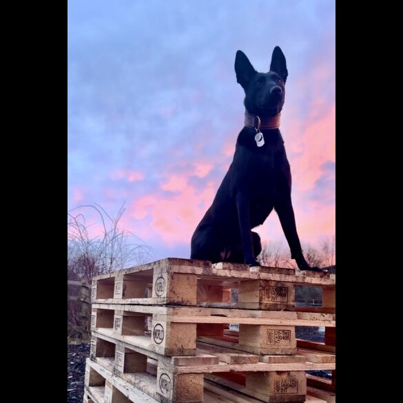 Belgian Shepherd Dog (Groenendael) - Both