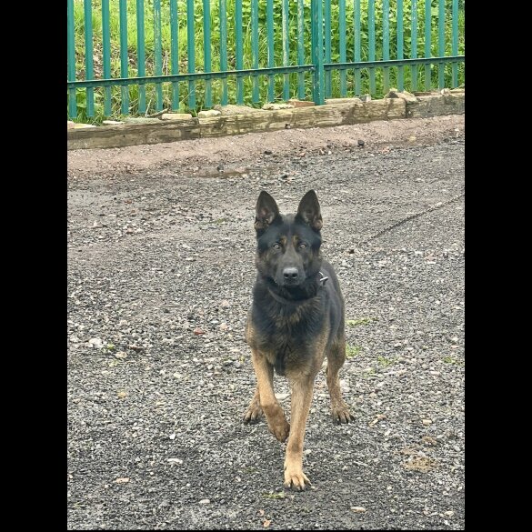 Belgian Shepherd Dog (Groenendael) - Both