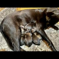 Belgian Shepherd Dog (Groenendael) - Both