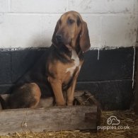 Bloodhound - Bitches