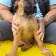 Boerboel - Both