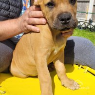 Boerboel - Both