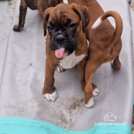 Boxer - Both