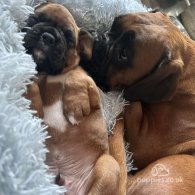 Boxer - Both