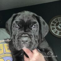 Cane Corso - Dogs