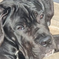 Cane Corso - Both