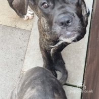 Cane Corso - Both