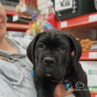 Cane Corso - Dogs