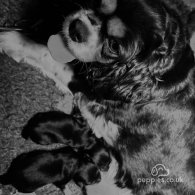 Cavalier King Charles Spaniel - Dogs