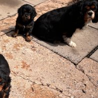 Cavalier King Charles Spaniel - Dogs