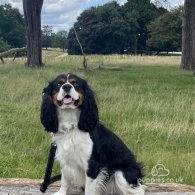 Cavalier King Charles Spaniel