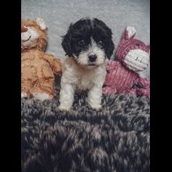 Cavapoo - Both