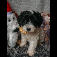 Cavapoo - Both