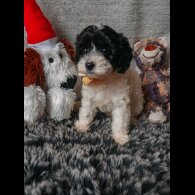 Cavapoo - Both