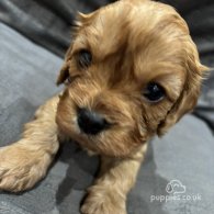 Cavapoo - Both