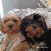 Cavapoo - Both