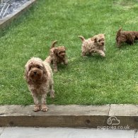 Cavapoo - Both