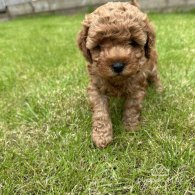 Cavapoo - Both