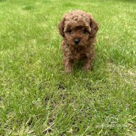 Cavapoo - Both