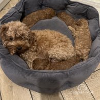 Cavapoo - Both