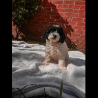 Cavapoo - Both