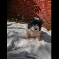 Cavapoo - Both