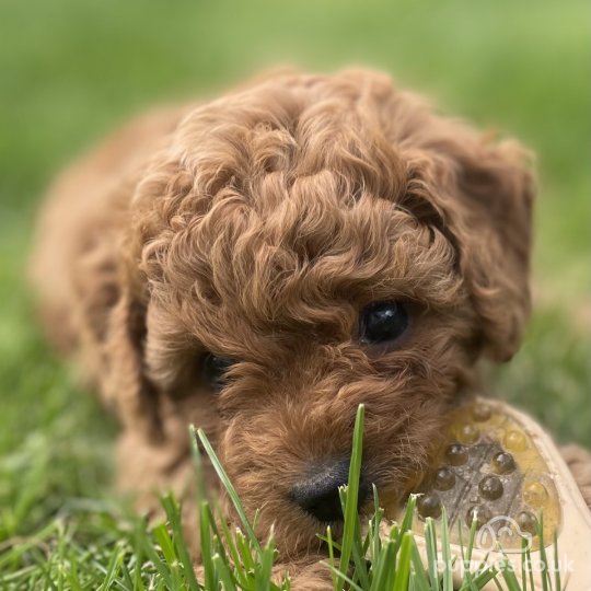 Cavapoo - Both