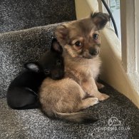 Chihuahua - Bitches