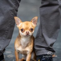 Chihuahua