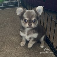 Chihuahua - Dogs