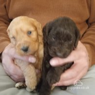 Cockapoo - Both