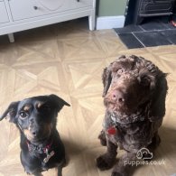 Cockapoo - Both