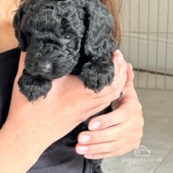 Cockapoo - Both