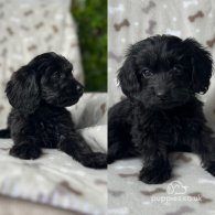 Cockapoo - Both