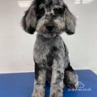 Cockapoo - Both