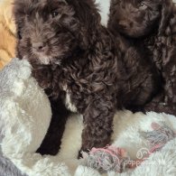 Cockapoo - Dogs